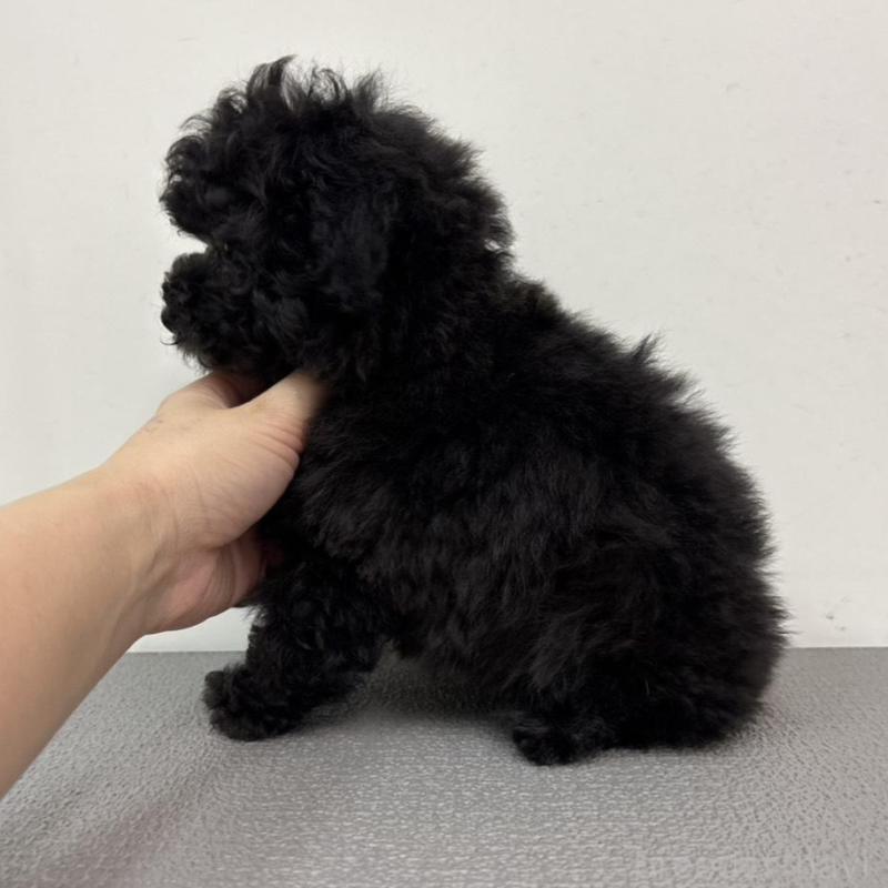 販売中の広島県のタイニープードル-442769の7枚目