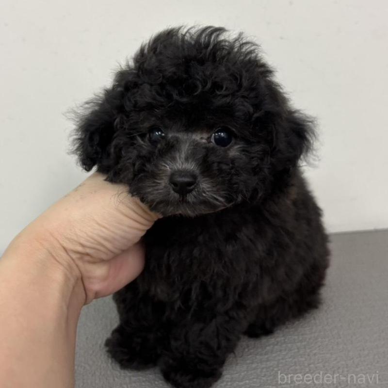 販売中の広島県のタイニープードル-442769の6枚目