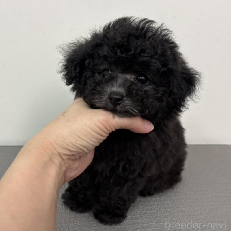 販売中の広島県のタイニープードル-442769の5枚目