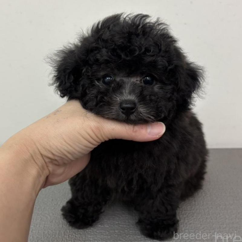 販売中の広島県のタイニープードル-442769の3枚目