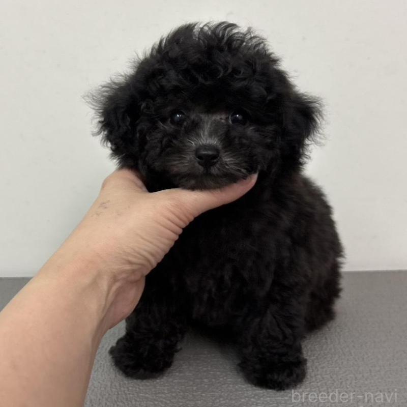 販売中の広島県のタイニープードル-442769の2枚目