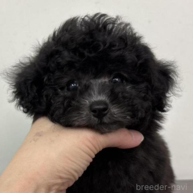 販売中の広島県のタイニープードル-442769