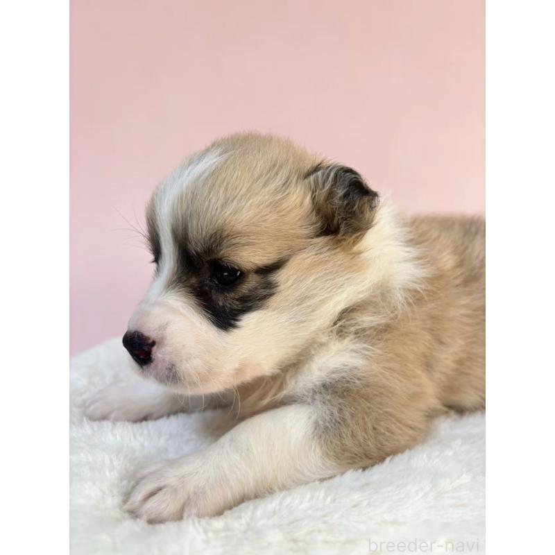 販売中の茨城県のウェルシュコーギーペンブローク-442771の4枚目