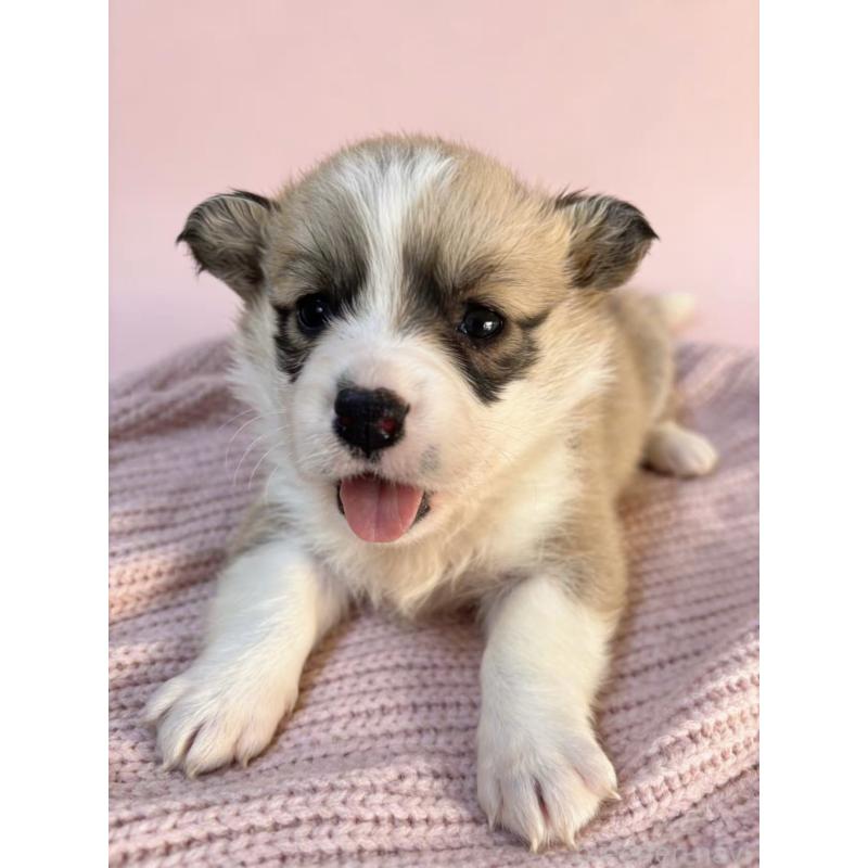 販売中の茨城県のウェルシュコーギーペンブローク-442771の3枚目