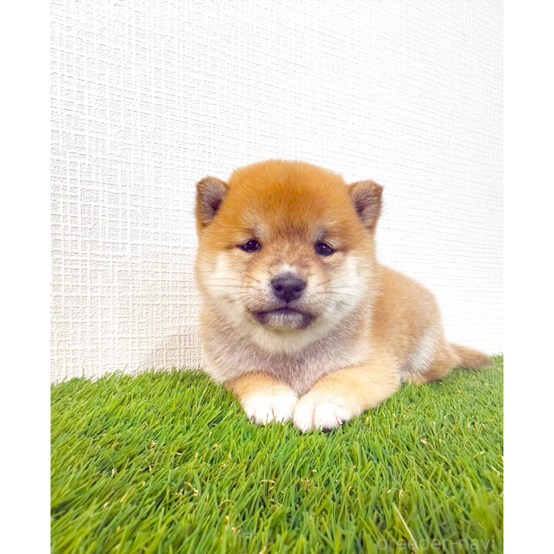 販売中の広島県の豆柴-442773の8枚目