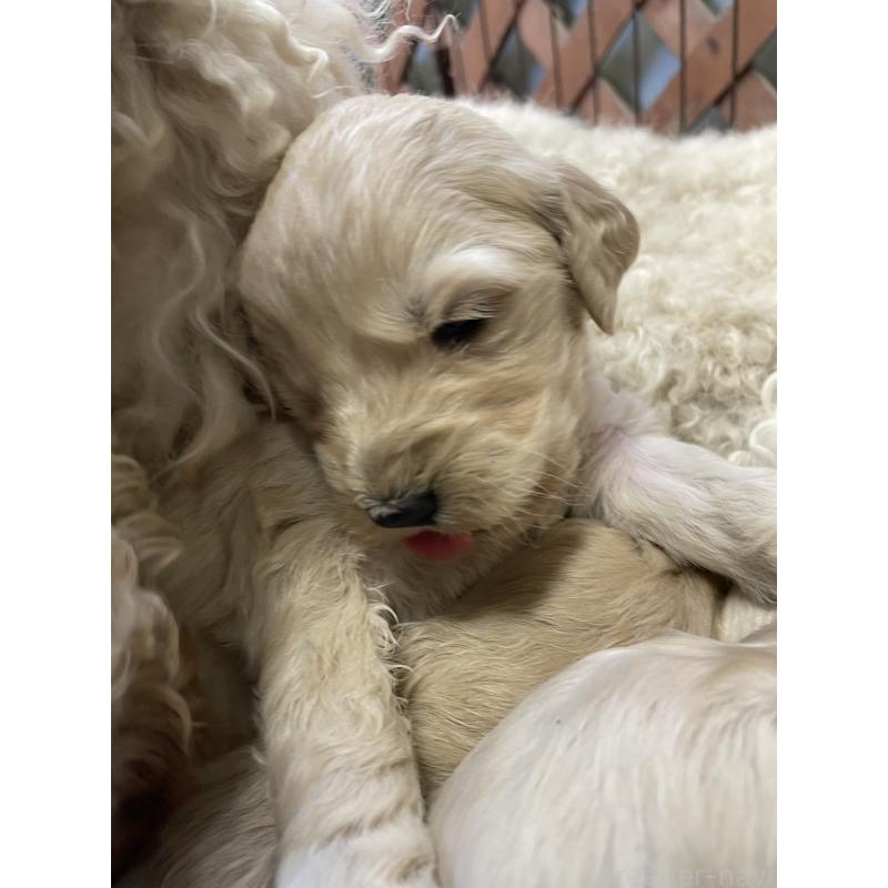 販売中ののゴールデンドゥードル:ゴールデンレトリーバー×プードル-439275