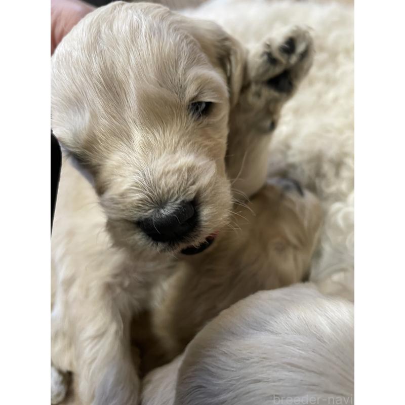 販売中の栃木県のゴールデンドゥードル:ゴールデンレトリーバー×プードル-439385の3枚目