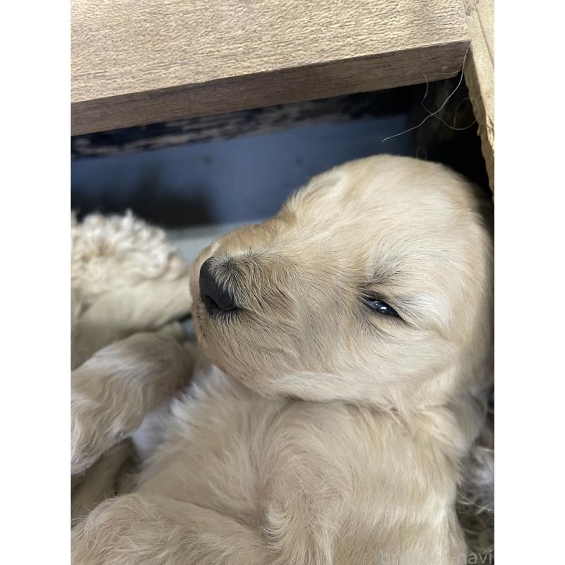 販売中の栃木県のゴールデンドゥードル:ゴールデンレトリーバー×プードル-439379