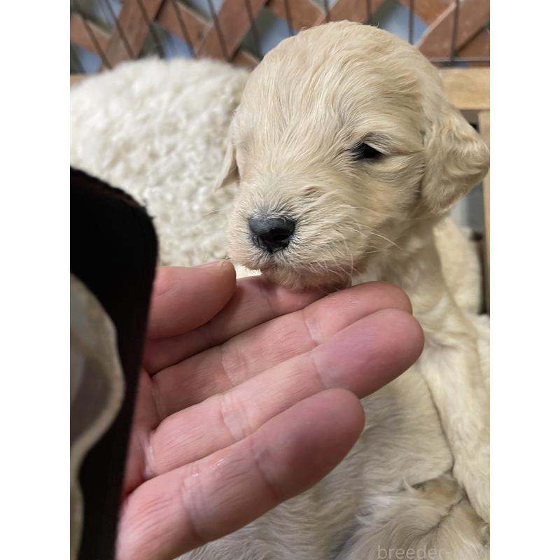 販売中の栃木県のゴールデンドゥードル:ゴールデンレトリーバー×プードル-439383