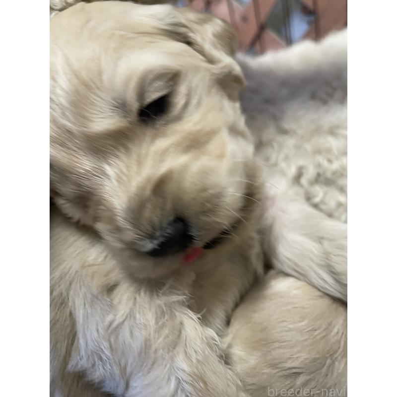 商談中の栃木県のゴールデンドゥードル:ゴールデンレトリーバー×プードル-439378の6枚目