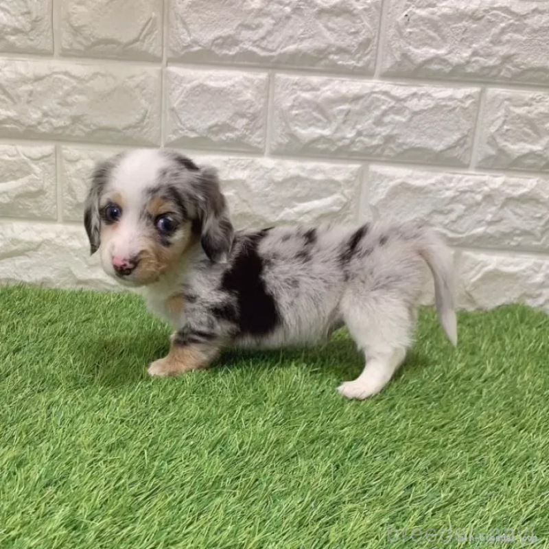 販売中の愛知県のミニチュアダックスフンド(ロングヘアード)-441548の5枚目