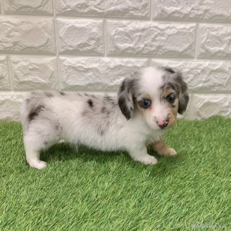 販売中の愛知県のミニチュアダックスフンド(ロングヘアード)-441548の4枚目