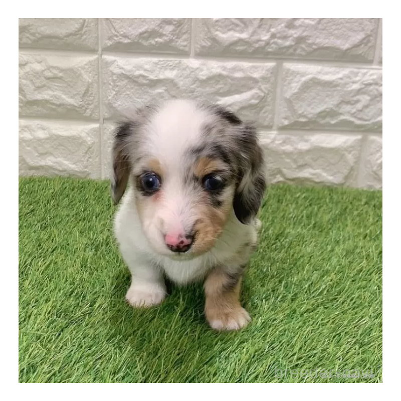 販売中の愛知県のミニチュアダックスフンド(ロングヘアード)-441548の3枚目