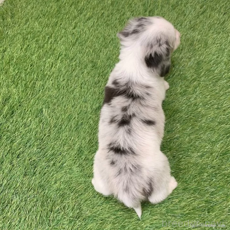 販売中の愛知県のミニチュアダックスフンド(ロングヘアード)-441548の2枚目