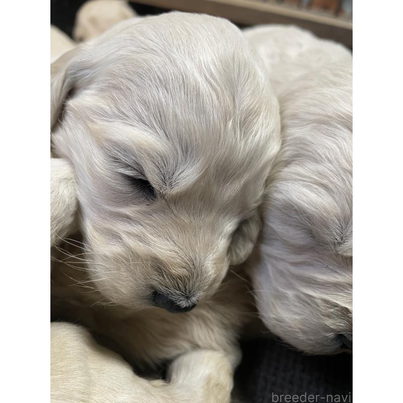 販売中の栃木県のゴールデンドゥードル:ゴールデンレトリーバー×プードル-439380