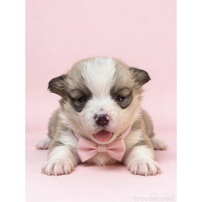 販売中の茨城県のウェルシュコーギーペンブローク-442774