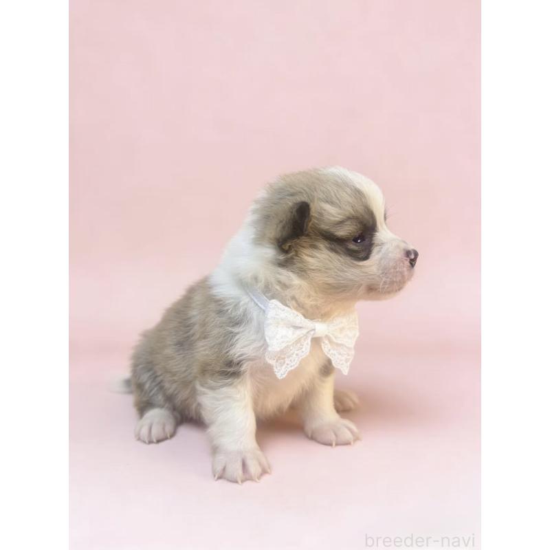 販売中の茨城県のウェルシュコーギーペンブローク-442774の4枚目