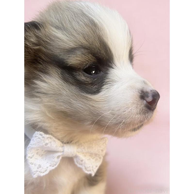 販売中の茨城県のウェルシュコーギーペンブローク-442774の3枚目