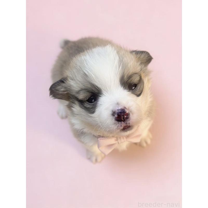 販売中の茨城県のウェルシュコーギーペンブローク-442774の2枚目