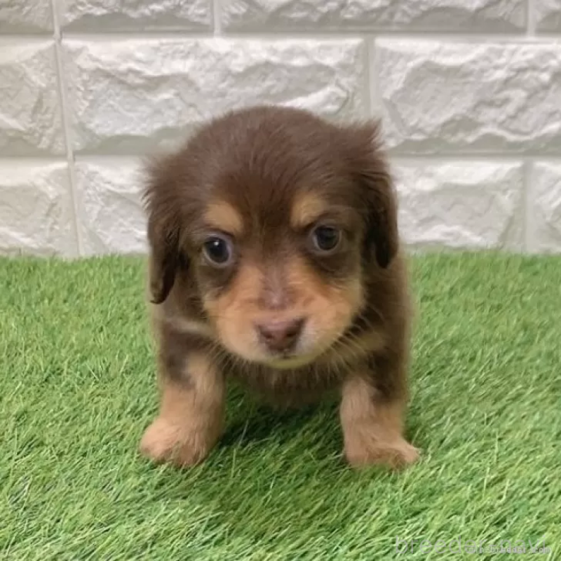 販売中の愛知県のミニチュアダックスフンド(ロングヘアード)-441574