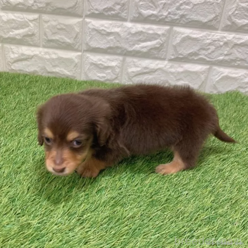 販売中の愛知県のミニチュアダックスフンド(ロングヘアード)-441574の5枚目