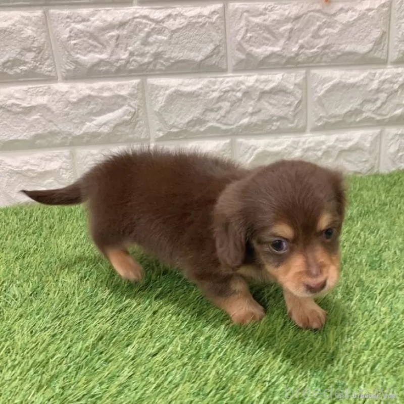 販売中の愛知県のミニチュアダックスフンド(ロングヘアード)-441574の4枚目