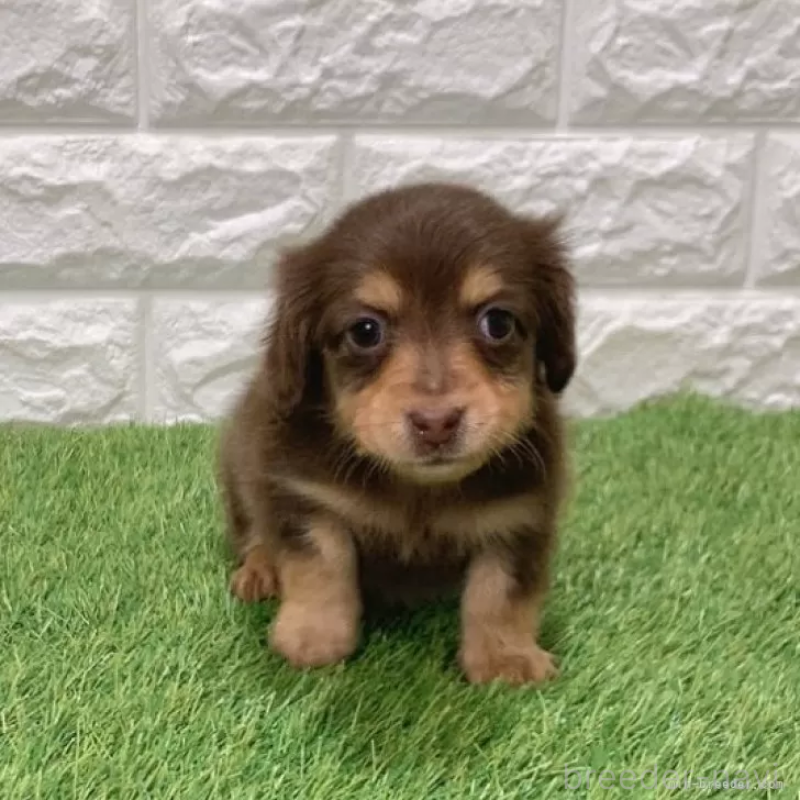 販売中の愛知県のミニチュアダックスフンド(ロングヘアード)-441574の3枚目