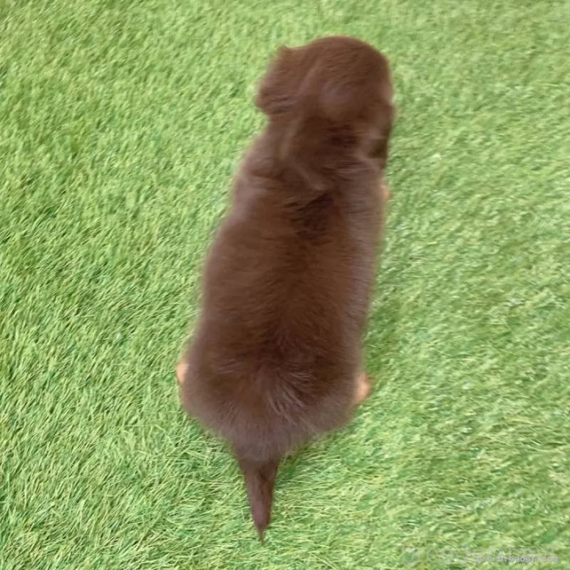 販売中の愛知県のミニチュアダックスフンド(ロングヘアード)-441574の2枚目