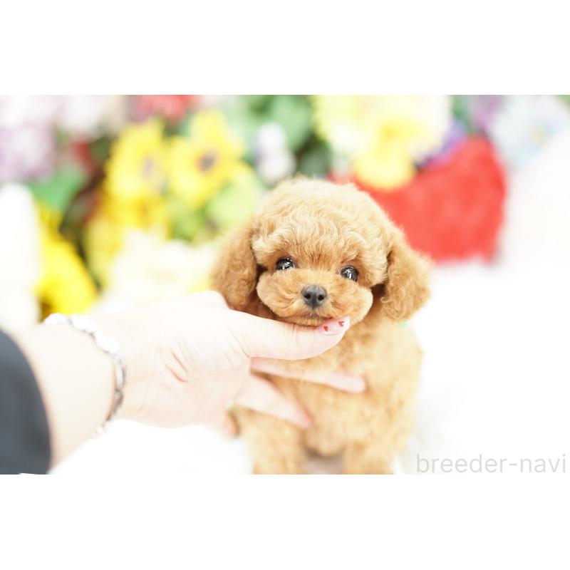 販売中の埼玉県のトイプードル-442775の4枚目