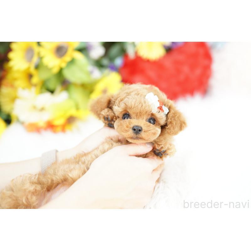 販売中の埼玉県のトイプードル-442775の3枚目