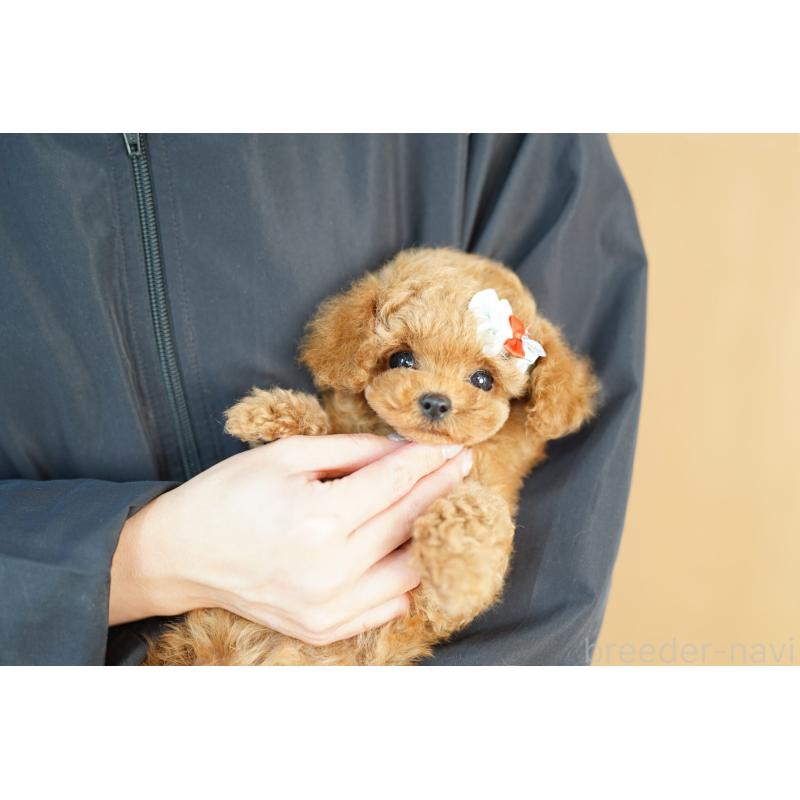 販売中の埼玉県のトイプードル-442775の2枚目