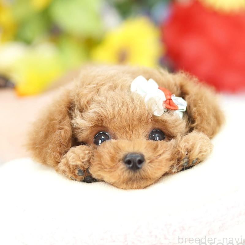 販売中の埼玉県のトイプードル-442775の1枚目