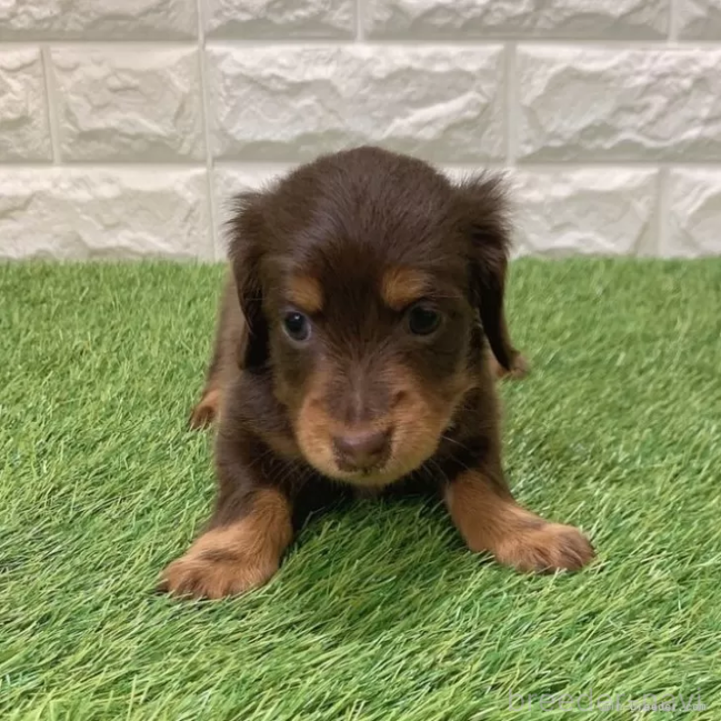 販売中の愛知県のミニチュアダックスフンド(ロングヘアード)-441584