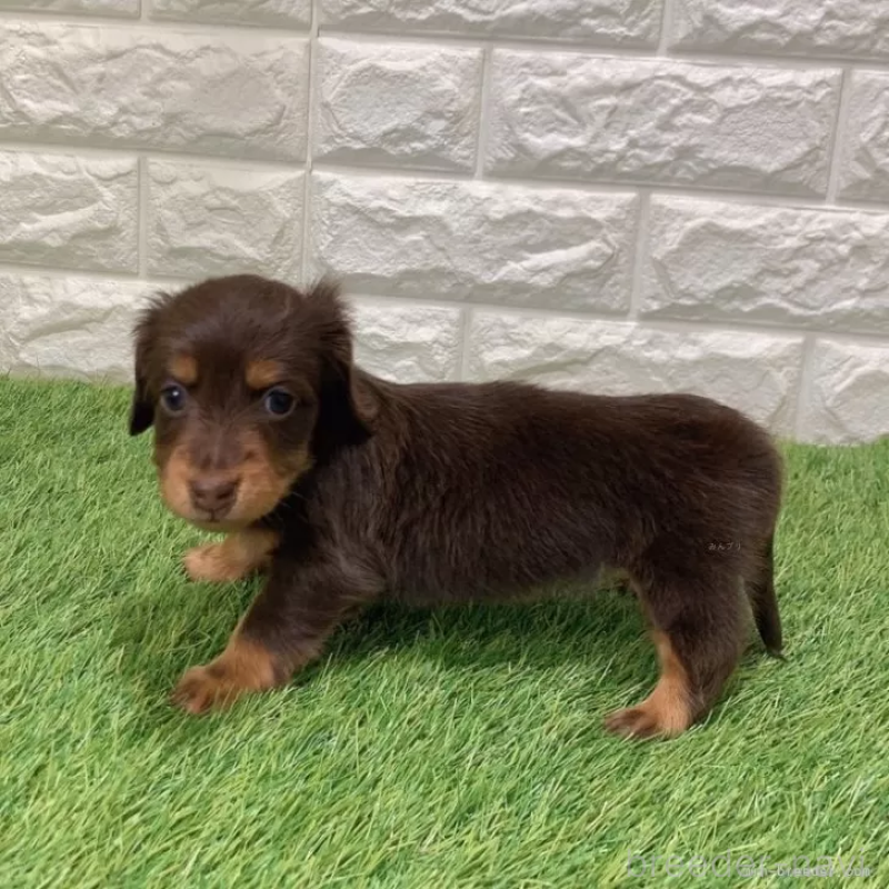 販売中の愛知県のミニチュアダックスフンド(ロングヘアード)-441584の5枚目