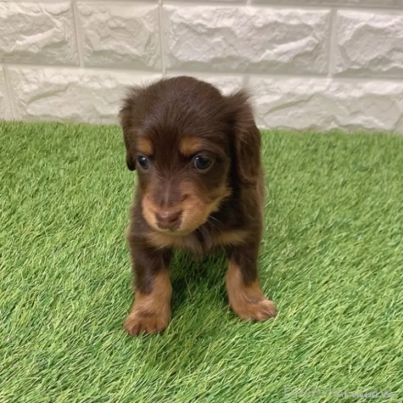 販売中の愛知県のミニチュアダックスフンド(ロングヘアード)-441584の3枚目