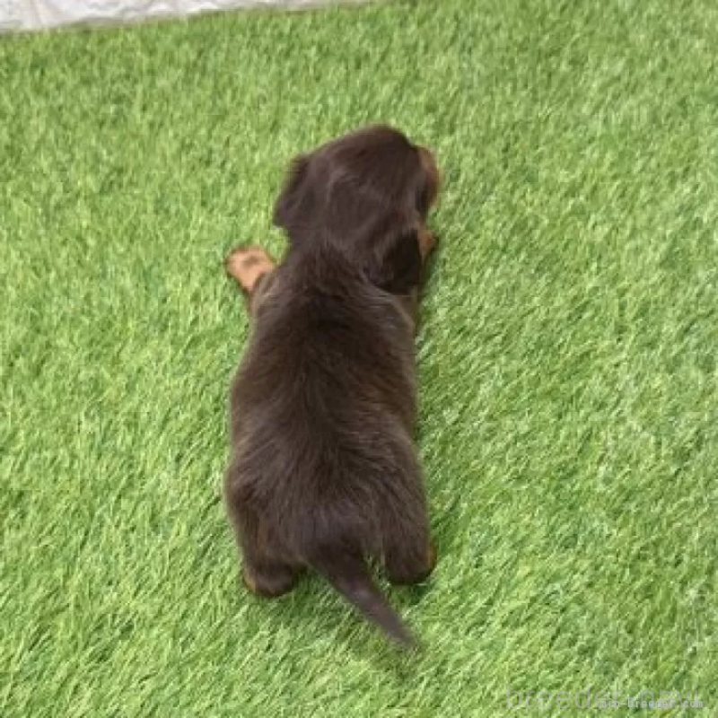 販売中の愛知県のミニチュアダックスフンド(ロングヘアード)-441584の2枚目