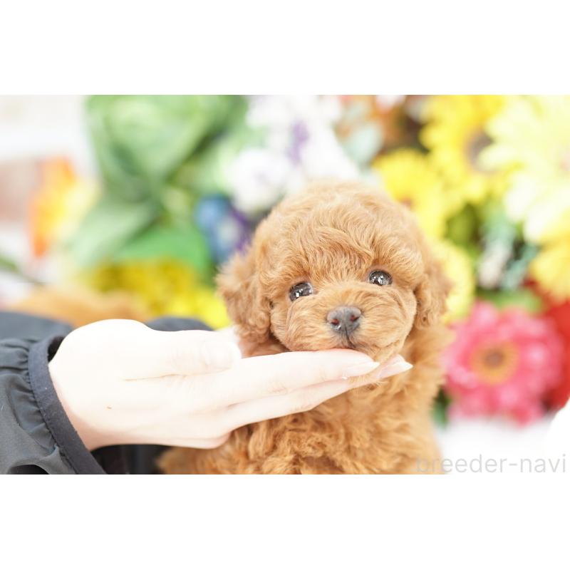 販売中の埼玉県のトイプードル-442776の3枚目