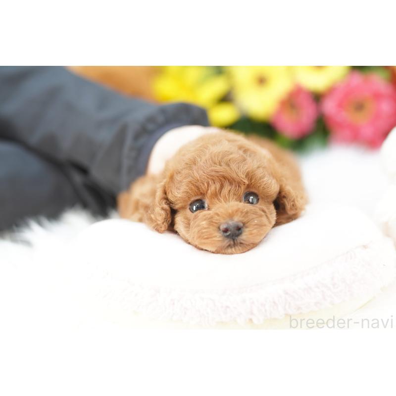 販売中の埼玉県のトイプードル-442776の2枚目