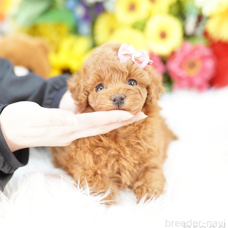販売中の埼玉県のトイプードル-442776