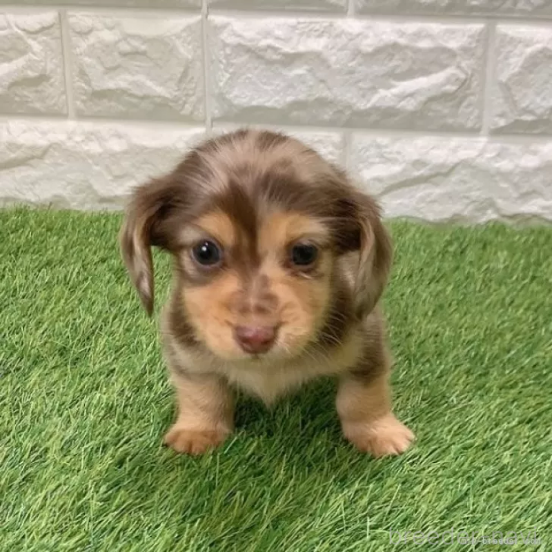 販売中の愛知県のミニチュアダックスフンド(ロングヘアード)-441559