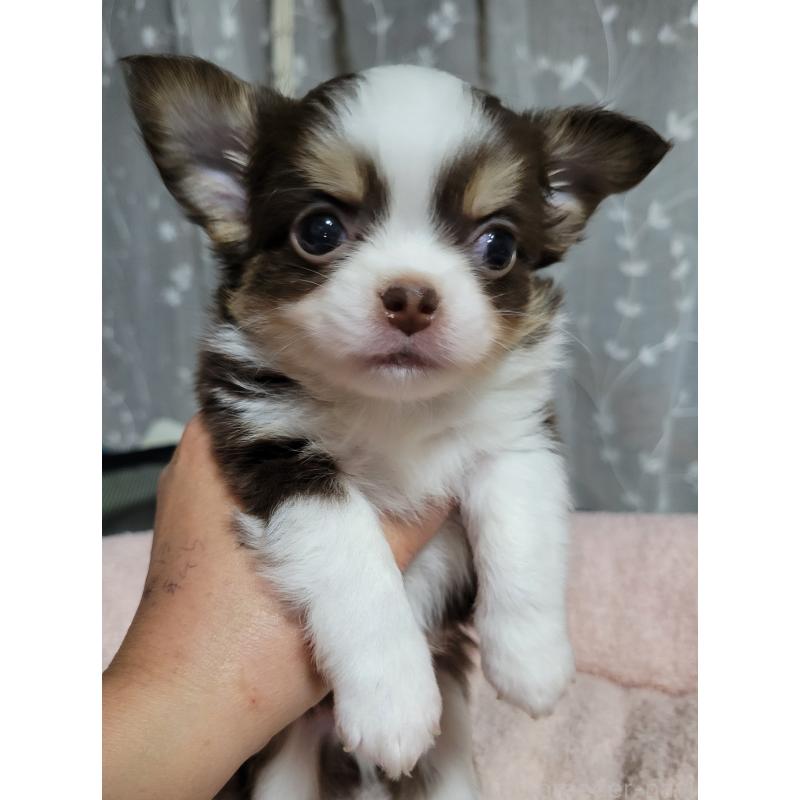 販売中の千葉県のチワワ(ロングコート)-442779の1枚目