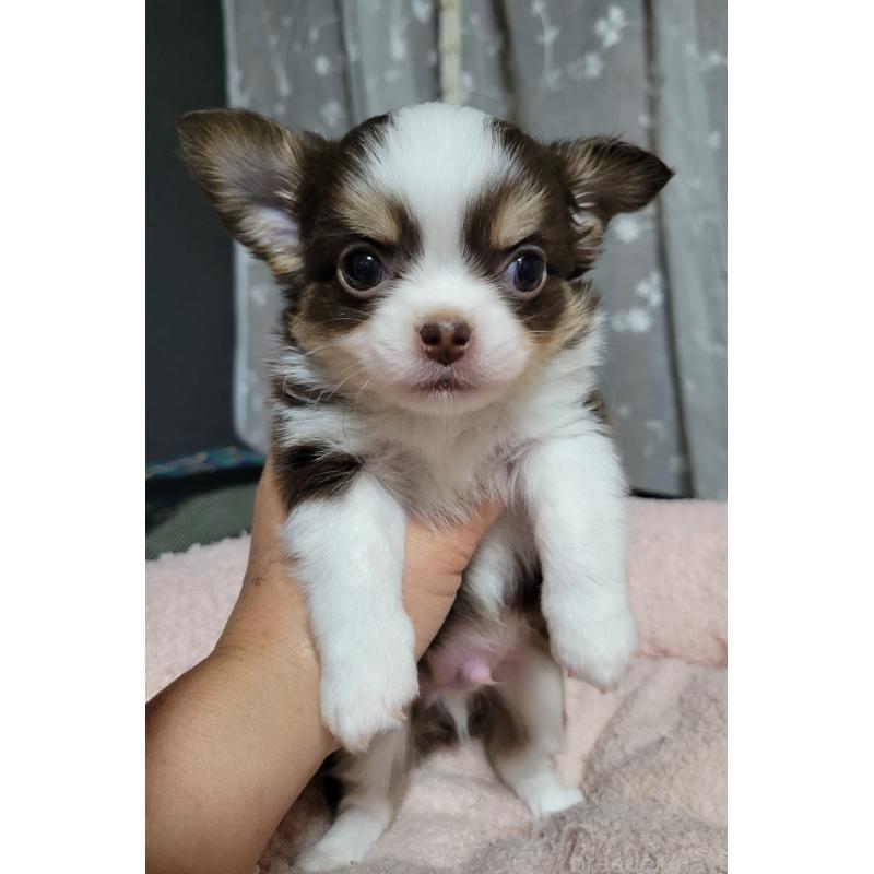 販売中の千葉県のチワワ(ロングコート)-442779の7枚目