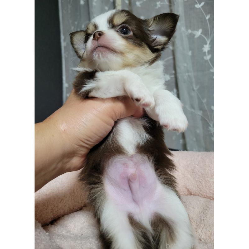 販売中の千葉県のチワワ(ロングコート)-442779の6枚目