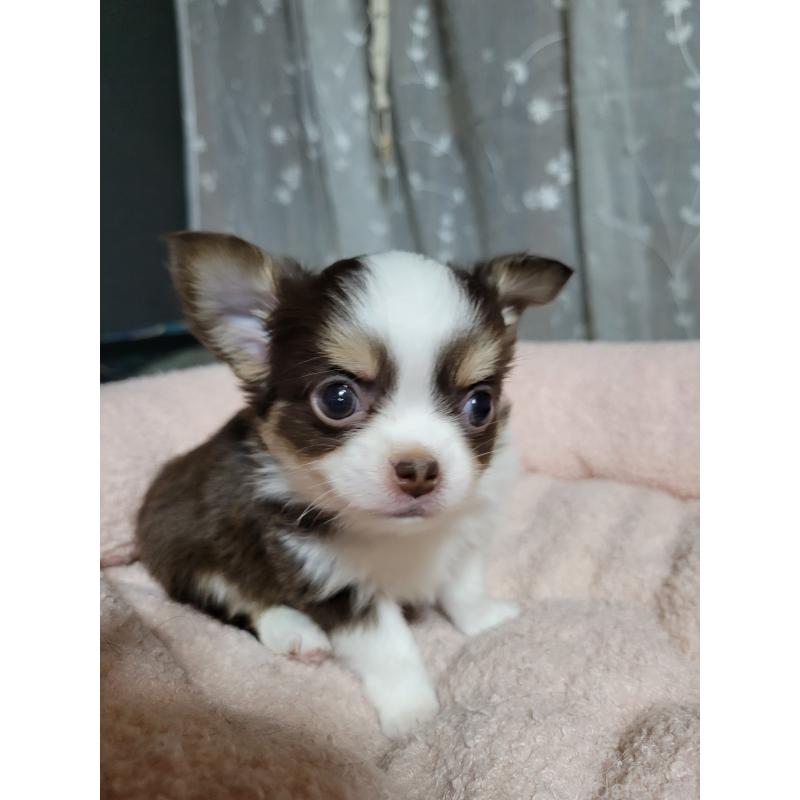 販売中の千葉県のチワワ(ロングコート)-442779の5枚目