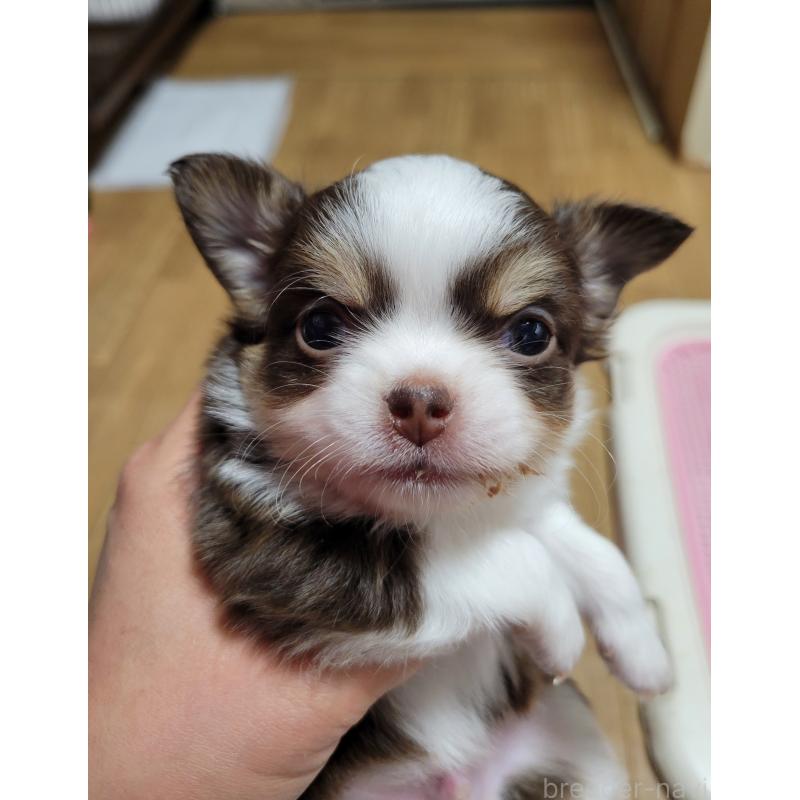 販売中の千葉県のチワワ(ロングコート)-442779の4枚目