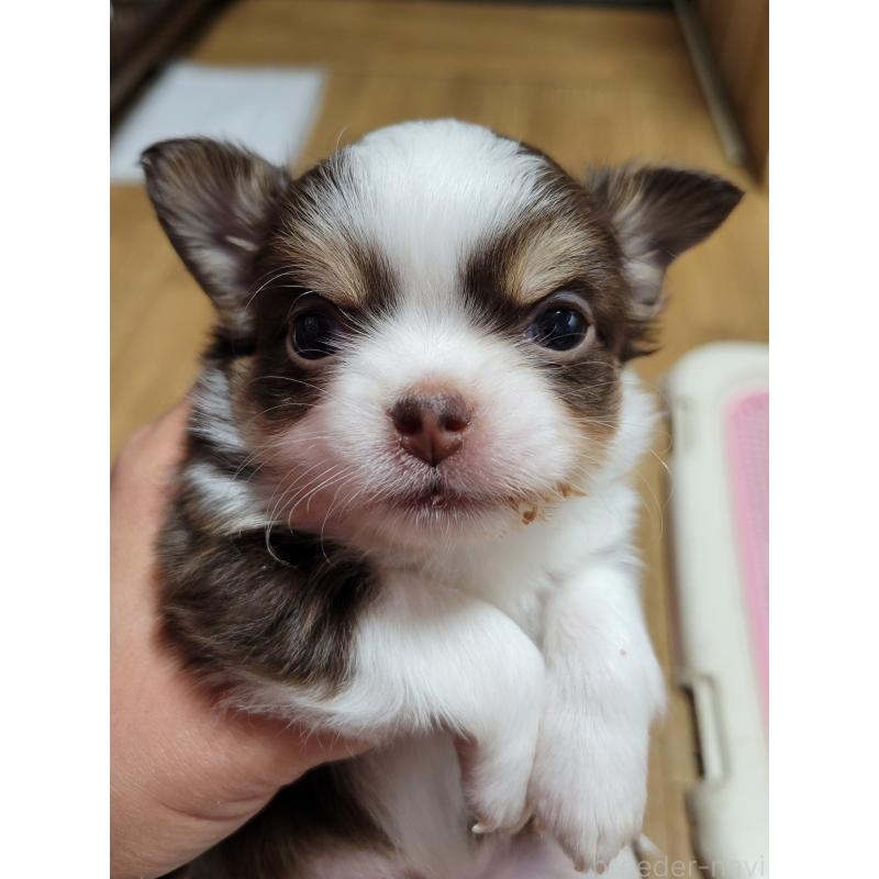 販売中の千葉県のチワワ(ロングコート)-442779の3枚目