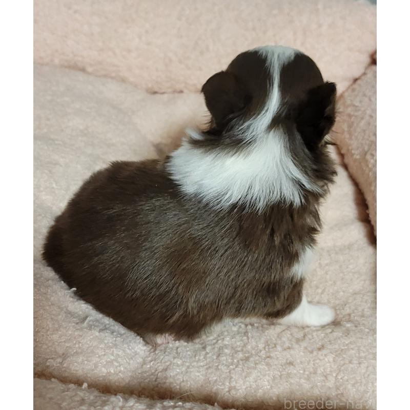 販売中の千葉県のチワワ(ロングコート)-442779の2枚目