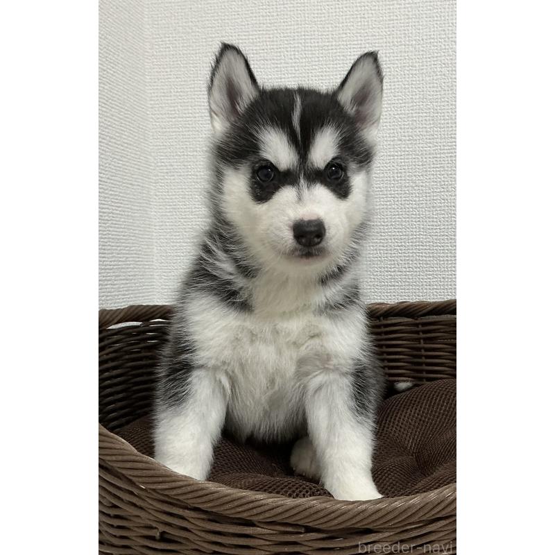 成約済の神奈川県のシベリアンハスキー-439326の6枚目