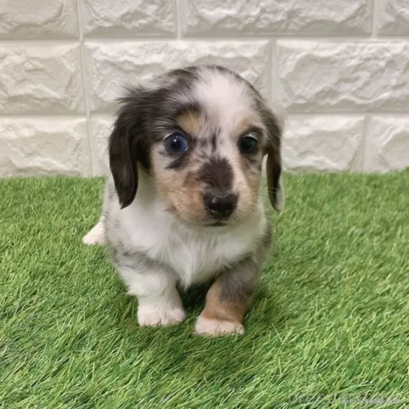 販売中の愛知県のミニチュアダックスフンド(ロングヘアード)-441554