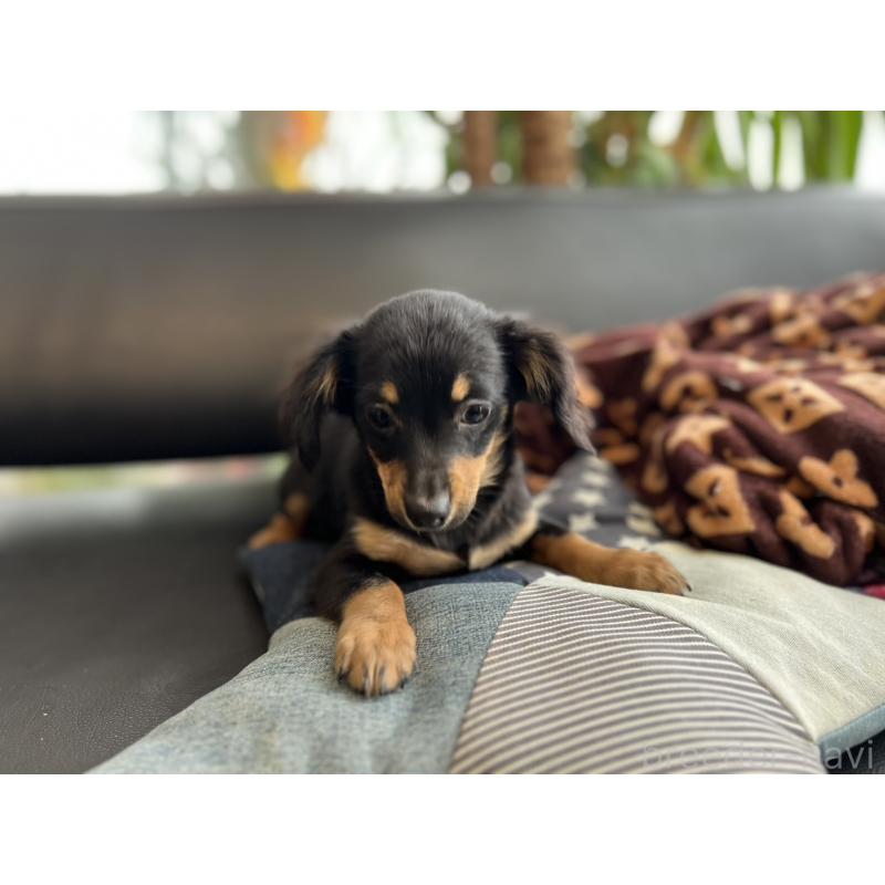 販売中の石川県のチワックス:チワワ×ミニチュアダックスフンド-442780の14枚目